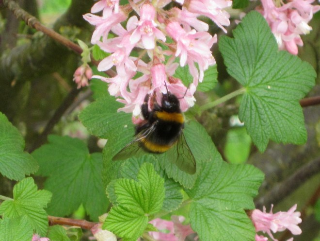 one of at least one hundred enjoying a flowering currant  bush in the garden