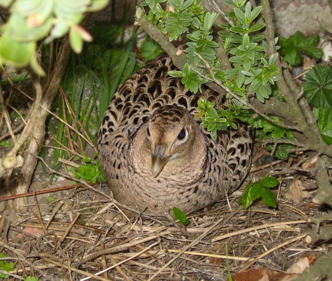 hen pheasant under a hebe near the side door