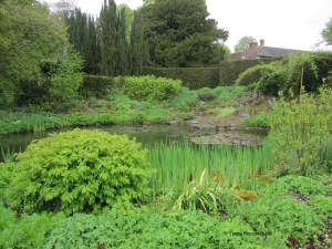 Wild Garden Pond with Ancient Yew at centre back of photograph