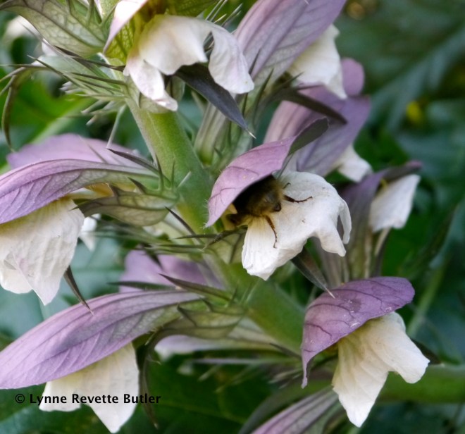 Acanthus