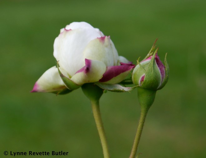 rosa Boule de Neige