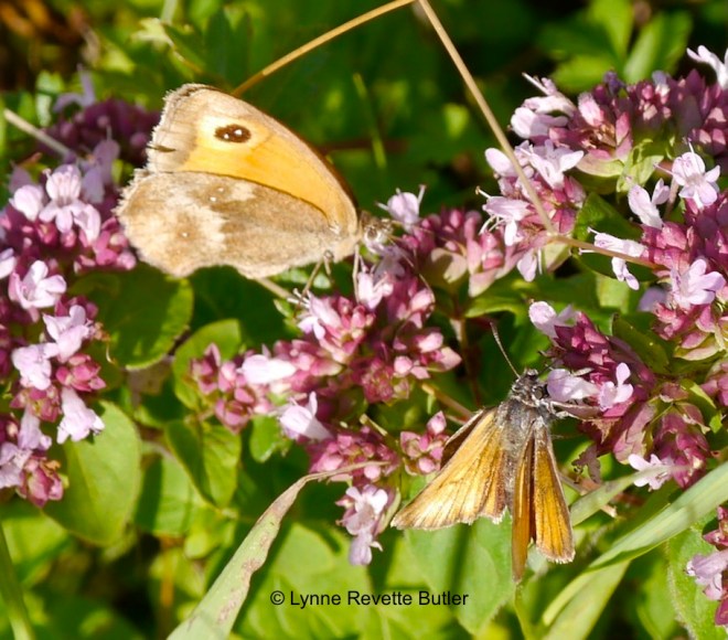 gatekeeper & skipper