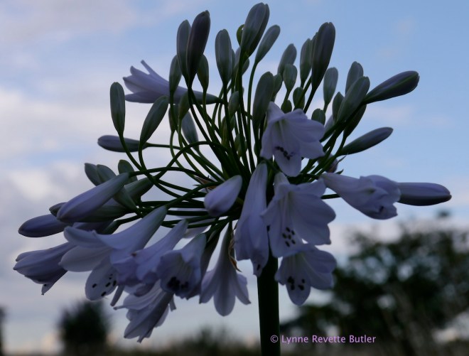 Agapanthus Windsor Grey