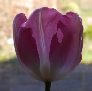 a bit chewed round the edges